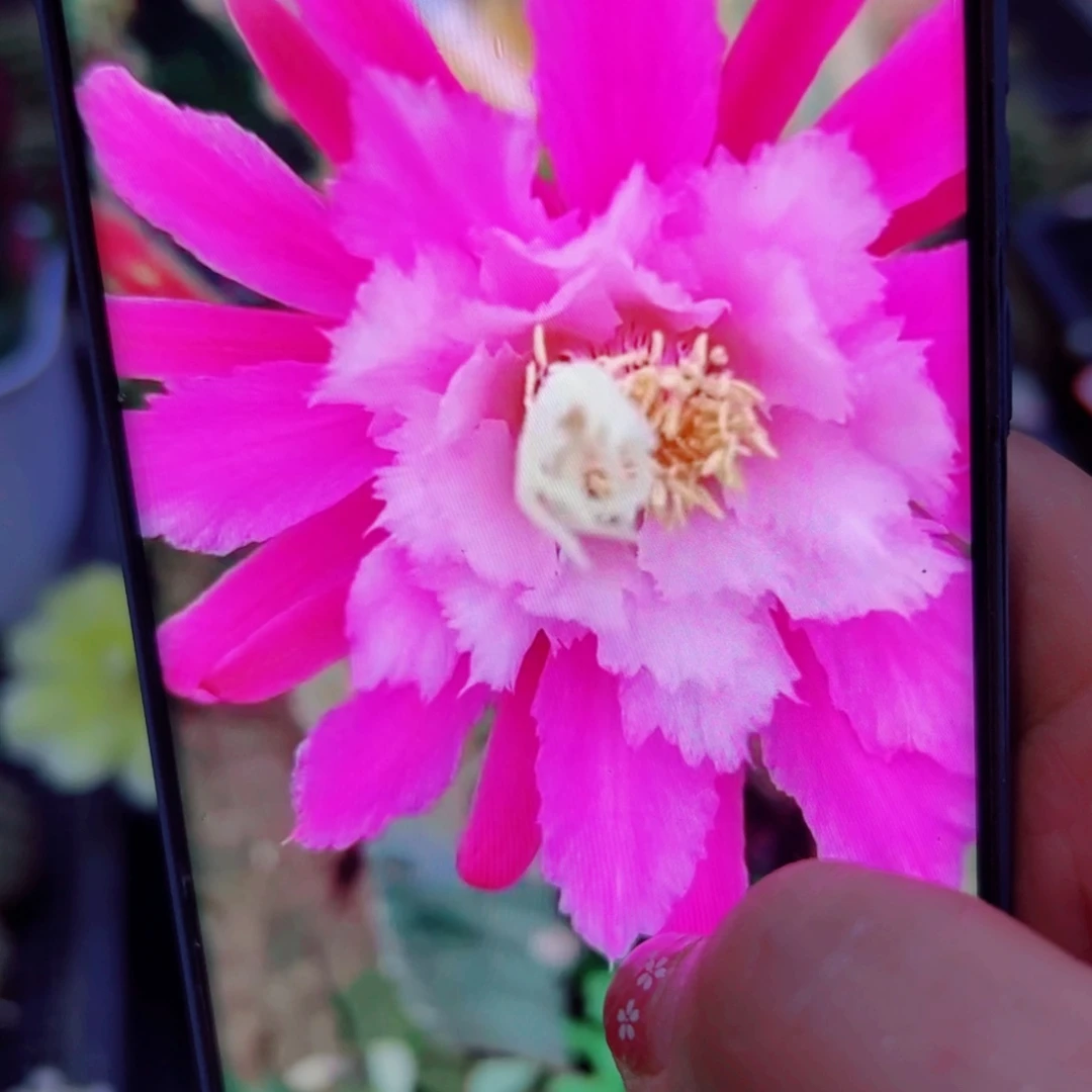 下12金妞阿尔森歪无根侧芽6公分左右20包邮