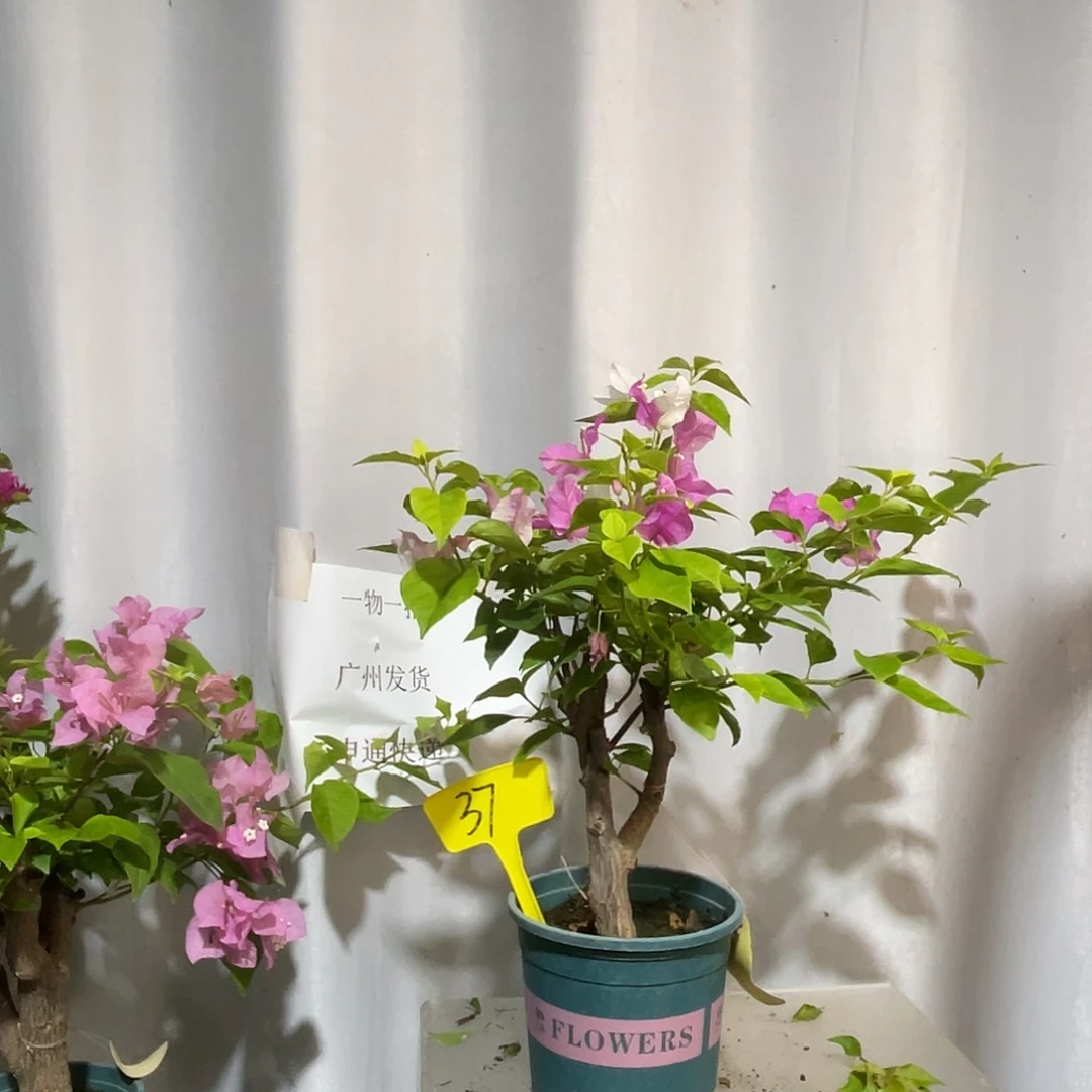 当前无花栽培后可以开花37章红樱桩，粗2公分