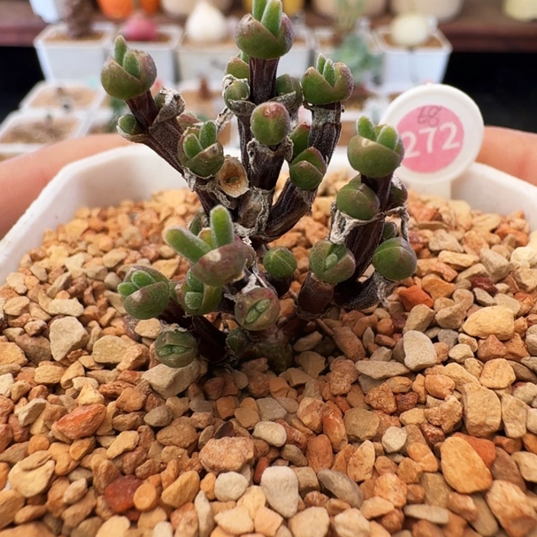 多肉植物福利植物枝干兔子272