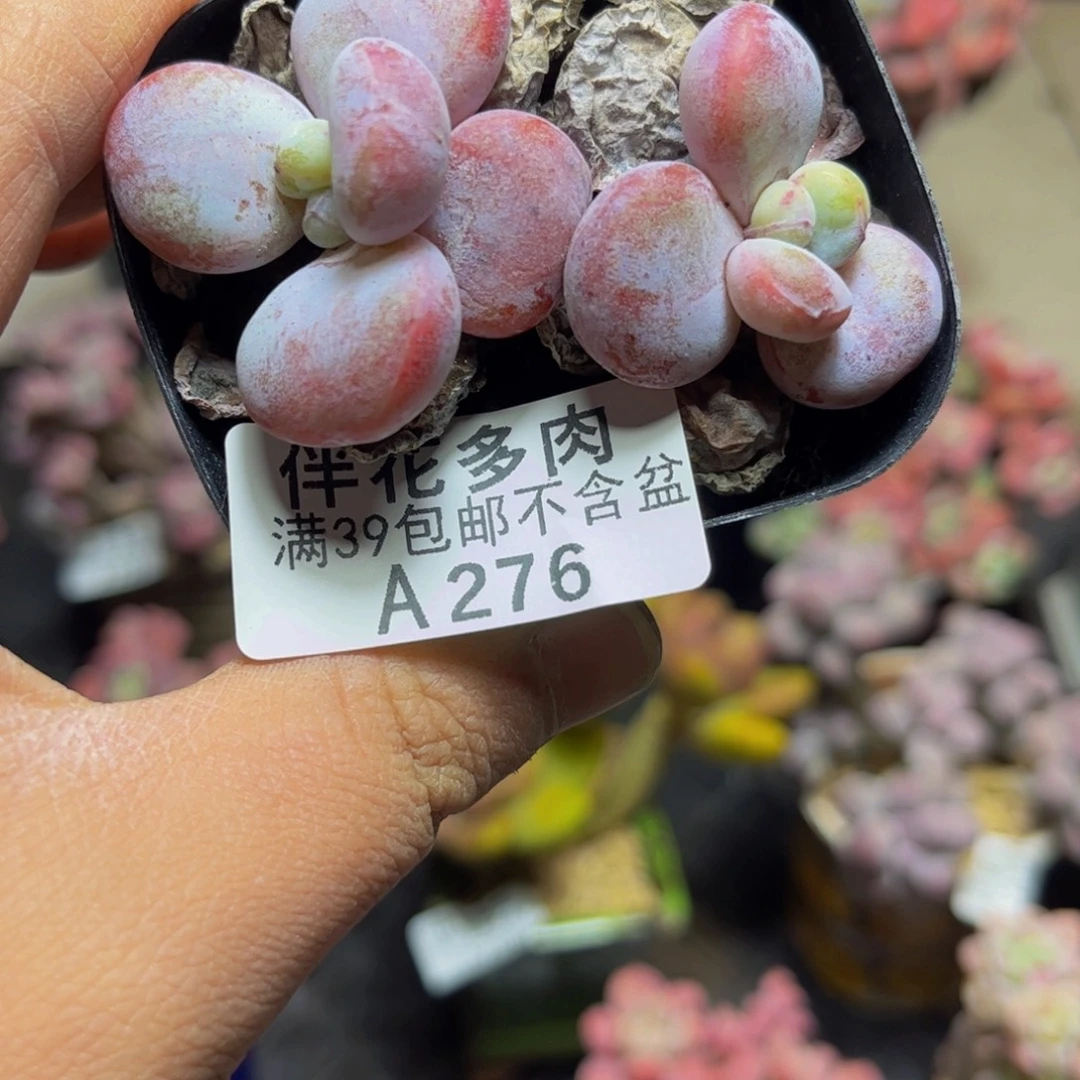 276雪美人7厘米多肉