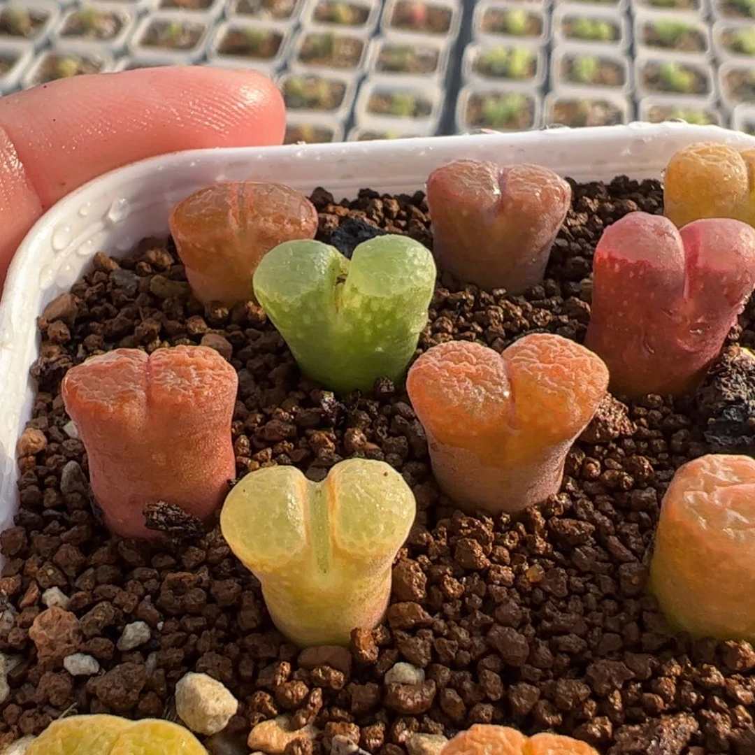 深***觉785多肉植物组合