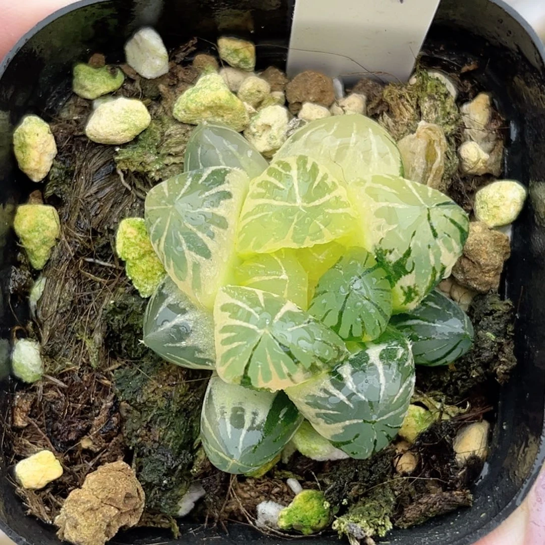 27糊斑趋势水晶灯玉露锦福利专场