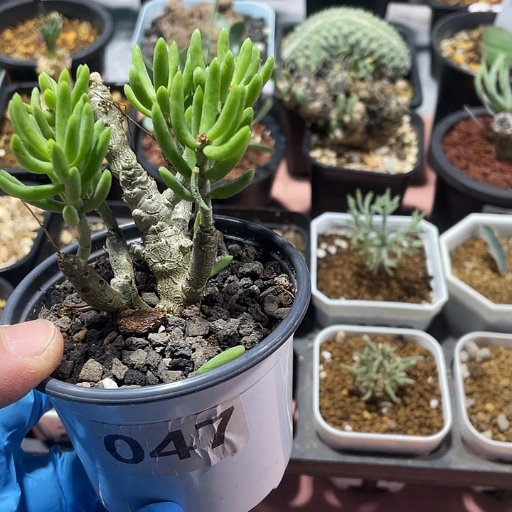 047诱惑奇峰锦块根，