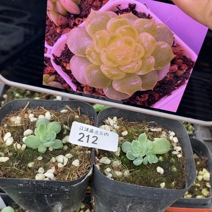 标212流羽一个量拍