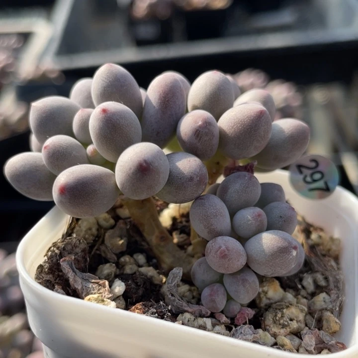 仙子奶酪多肉植物