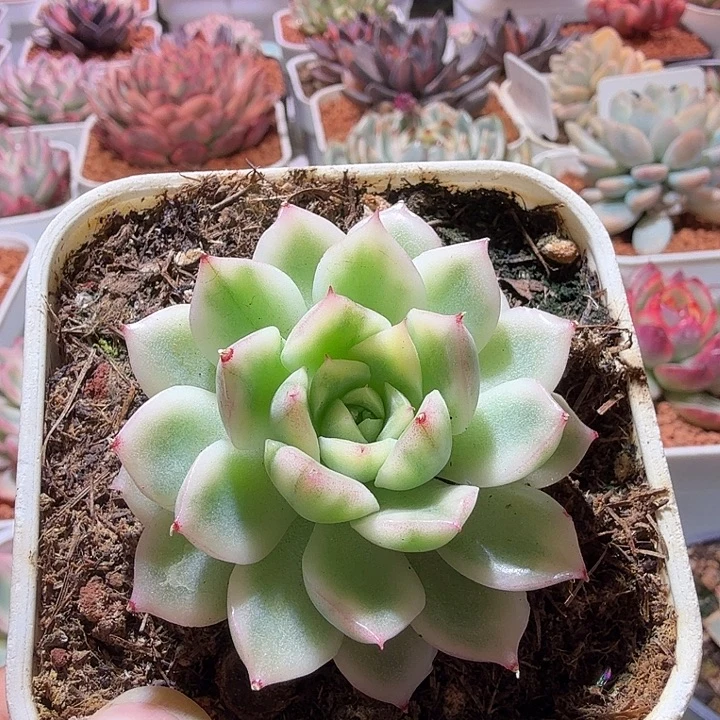 白麦秆锦多肉植物