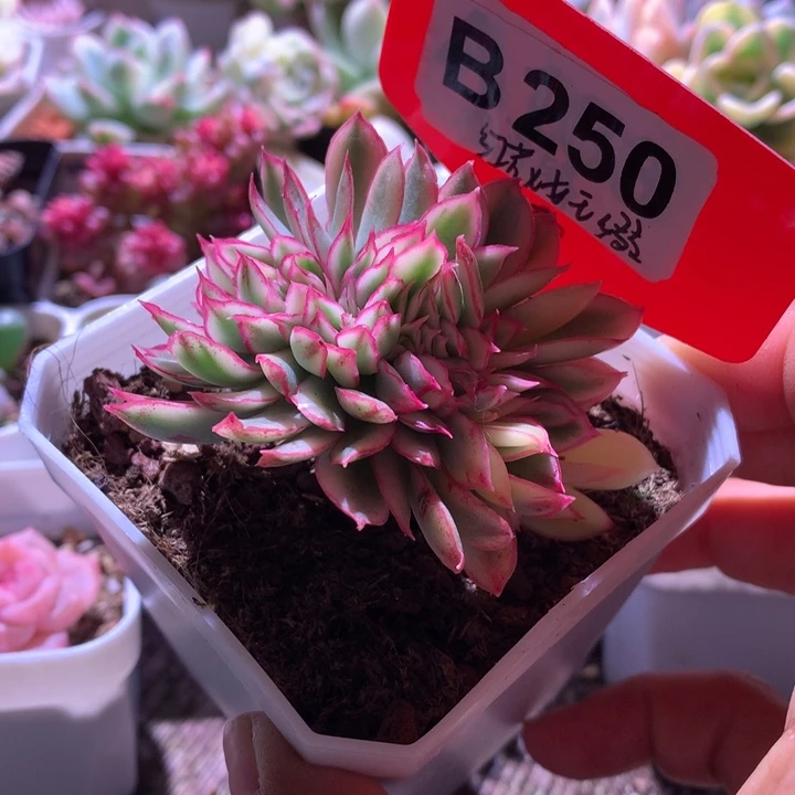 红花女王缀化覆轮锦
