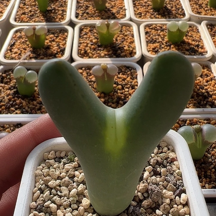 无花朵实生大型少将31