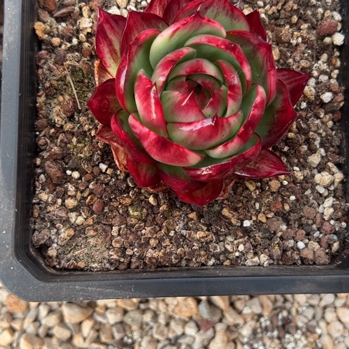 墨***凉多肉植物墨凉发货1111