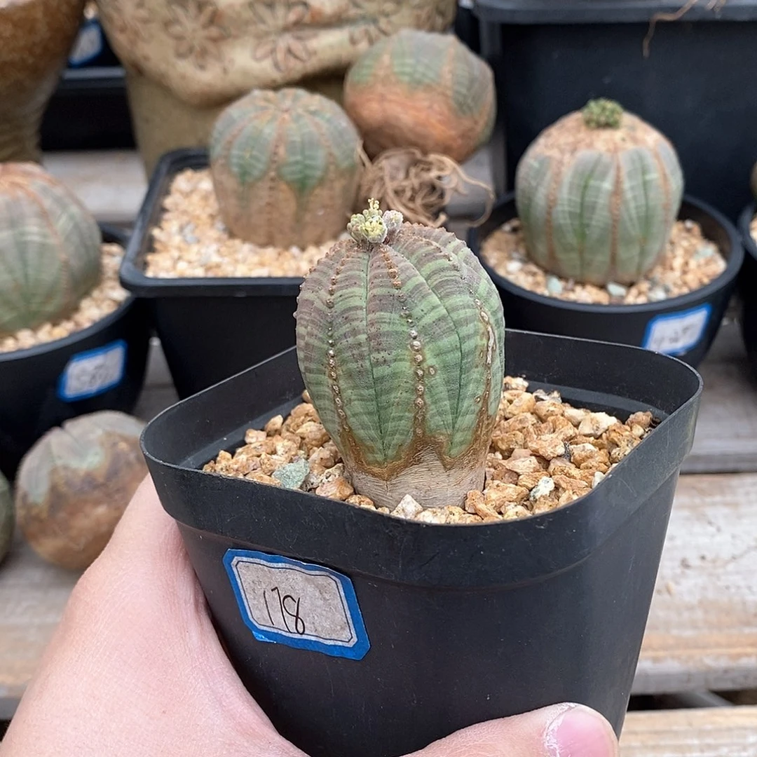 欧系实生布纹球多肉植物