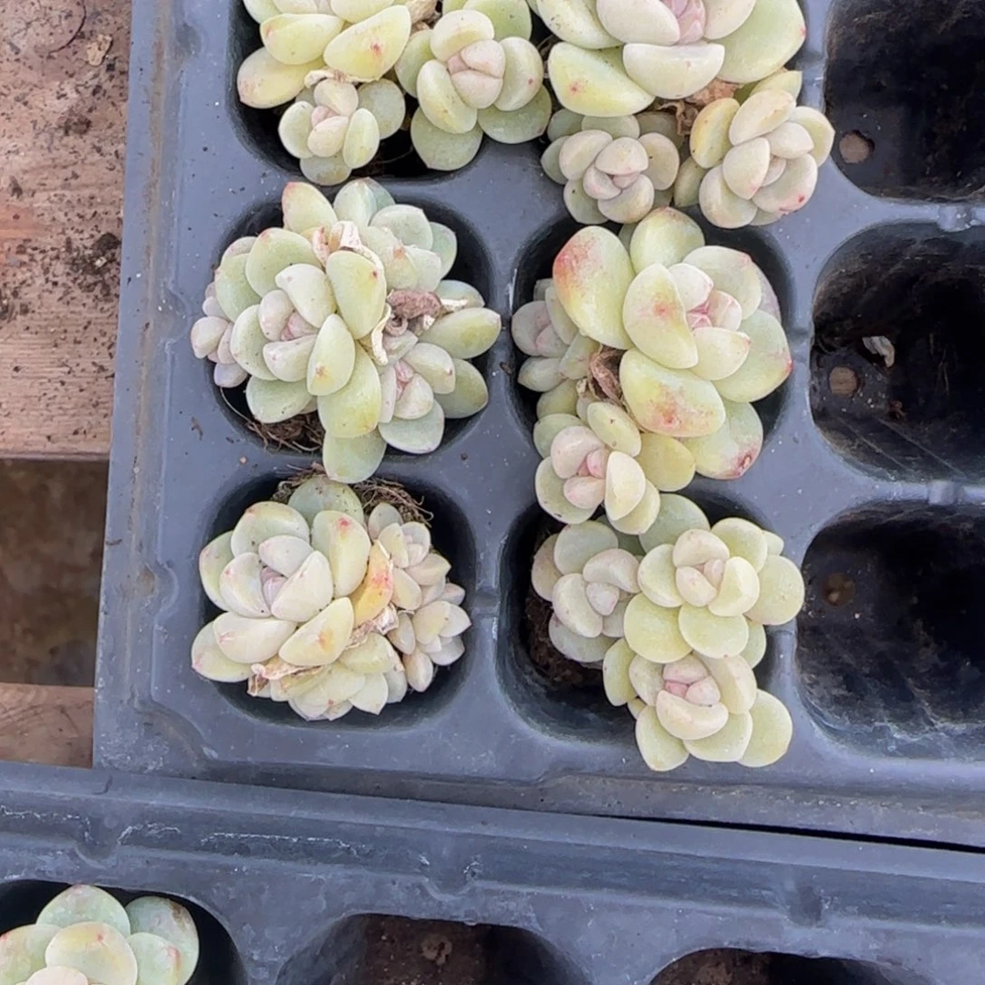 自***乐一组6颗紫心冰玉特价