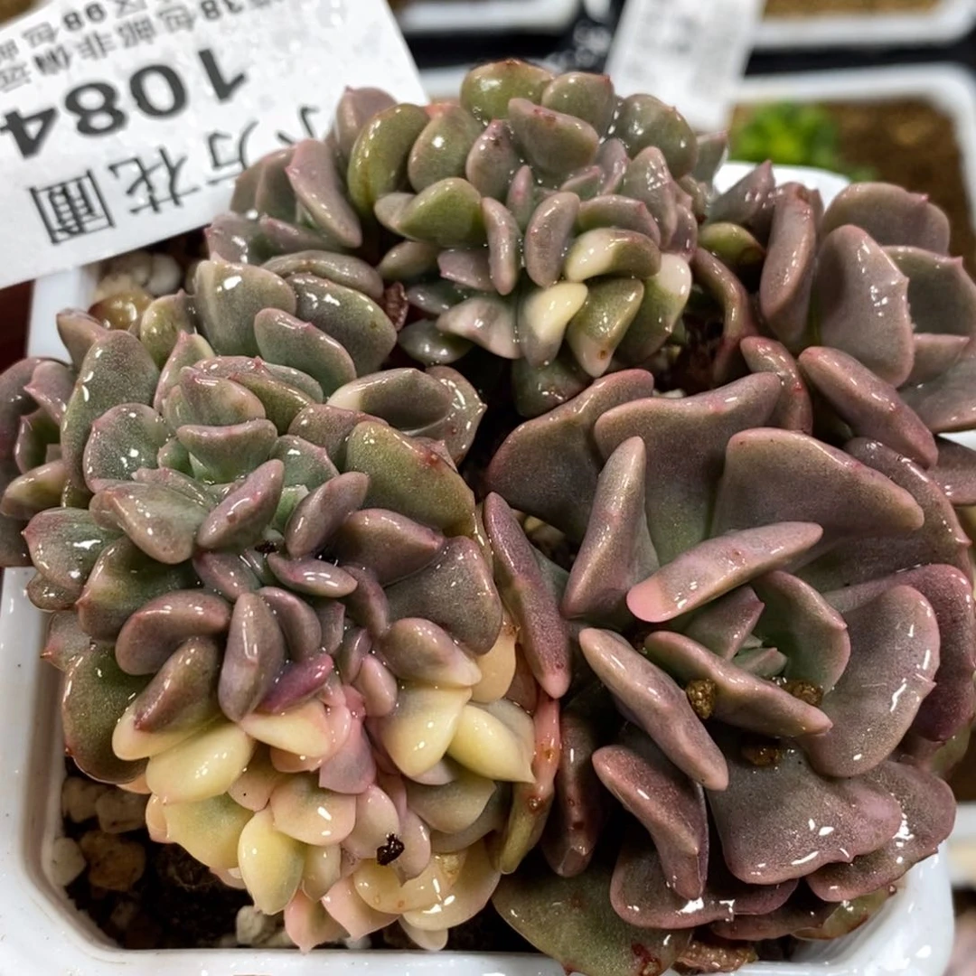 1084雪精灵锦 小方花圃一物一拍