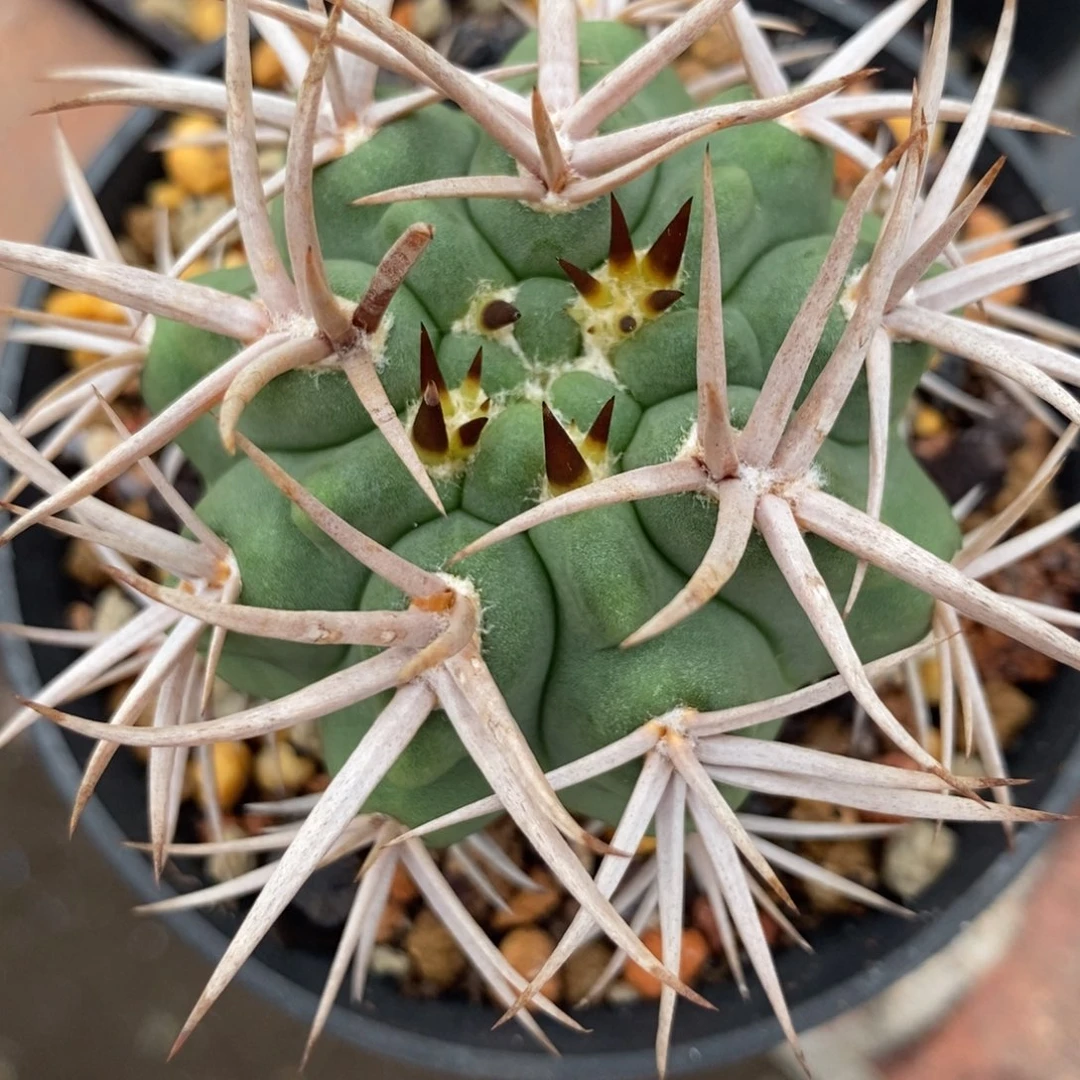 炸刺碧岩玉植播园艺