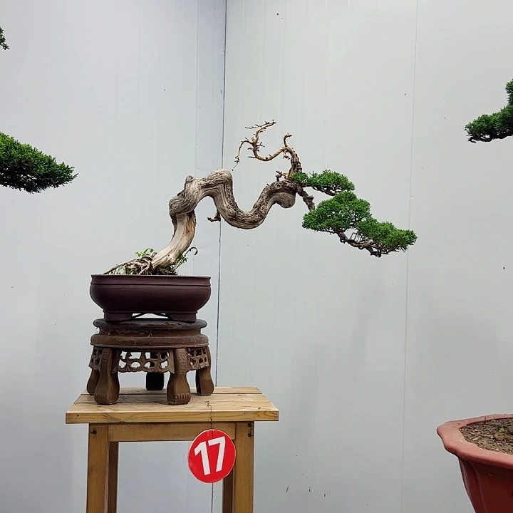 b***o无花朵老桩老盆济州真柏