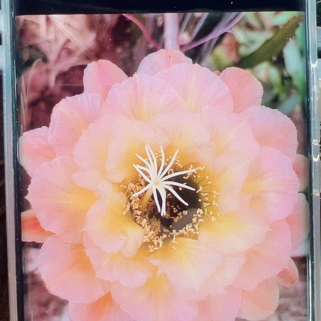 毛花柱3-61侧芽 20 包邮