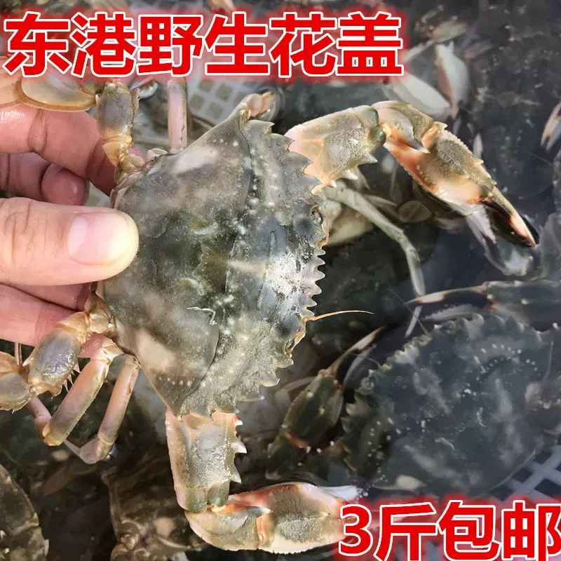 小号花盖蟹公母混（饱黄）运输中掉腿腿正常（保鲜不保活）