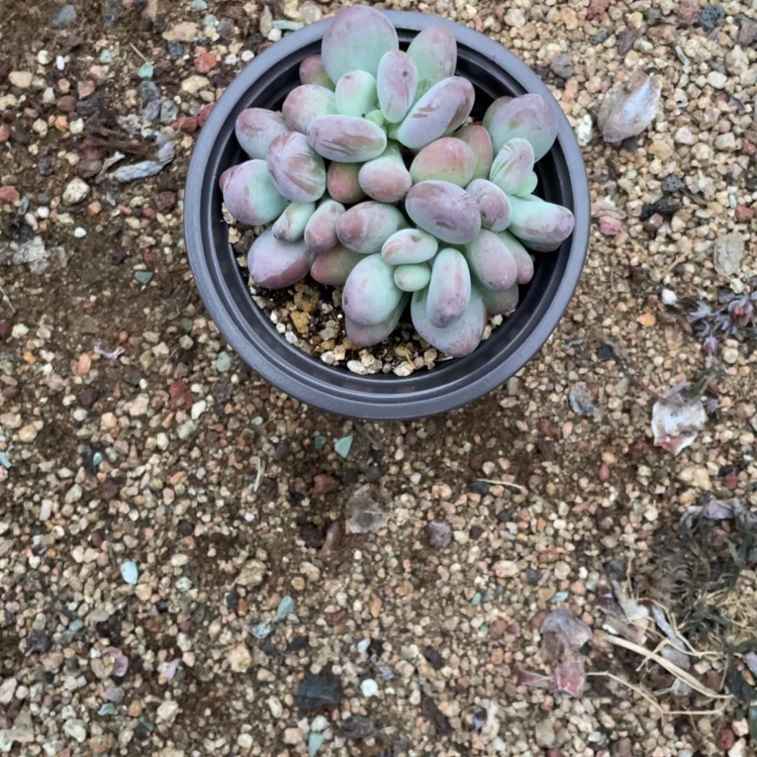 西瓜奶酪多肉植物