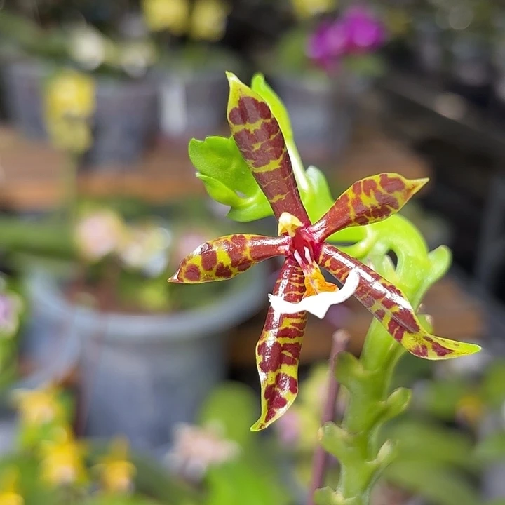 大部分开放少量花苞黑豹