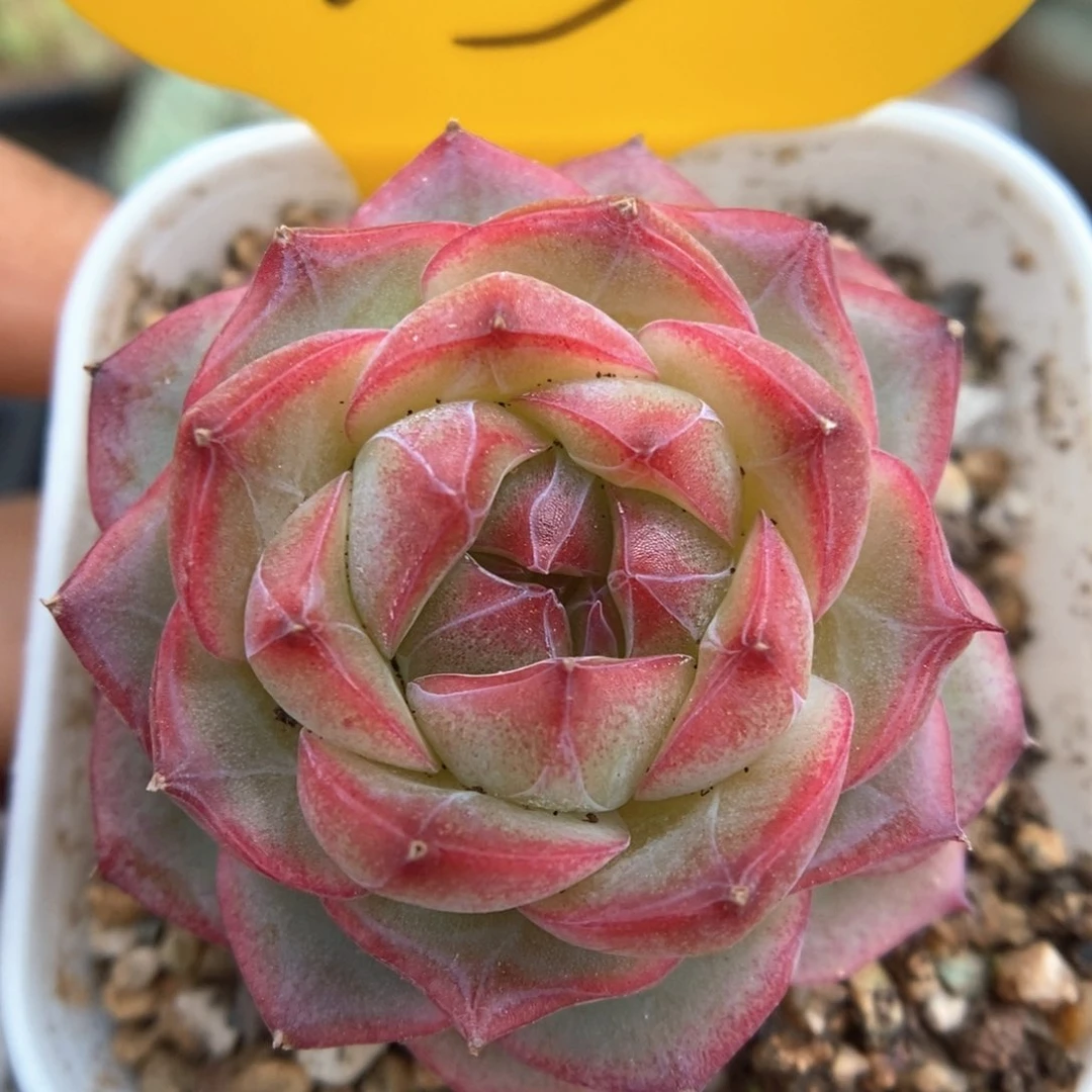 钻心珍妮可拍813号。