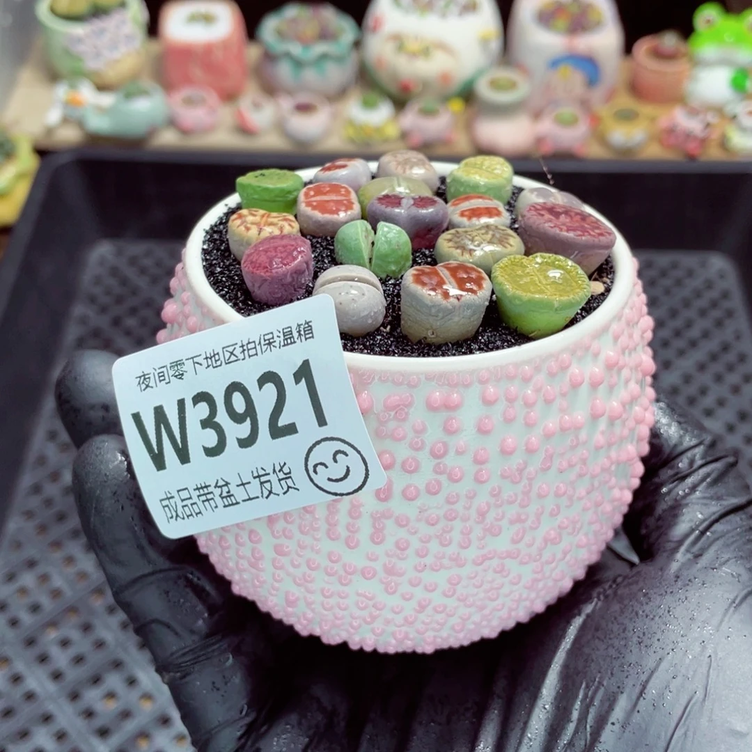 夜间零下地区拍保温箱w3921