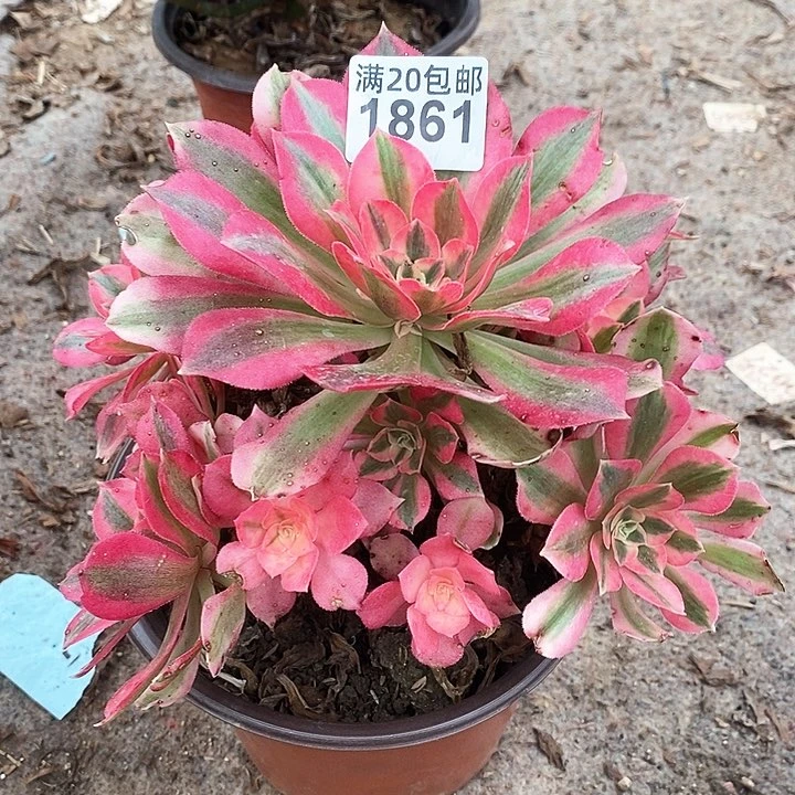 1861 一颗分女巫法师多肉