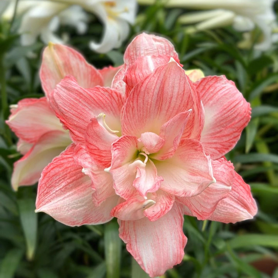 【豆蔻】包对版自然球多年生基地直发送肥料