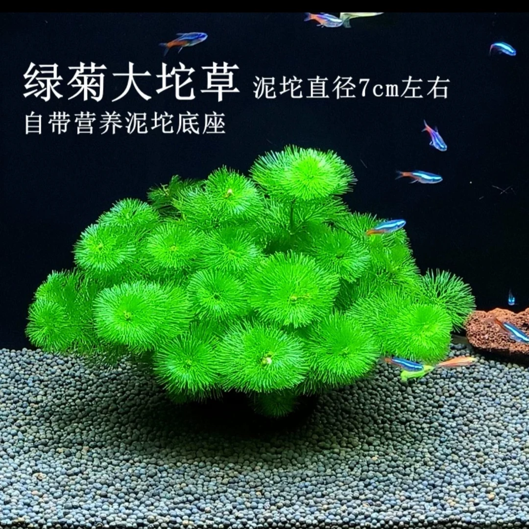 【绿菊坨草】开花水草·阴性水培草净水新手好养 无需底沙
