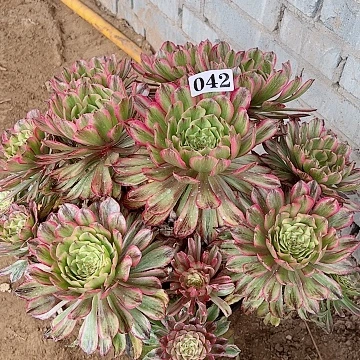 多肉植物042多肉