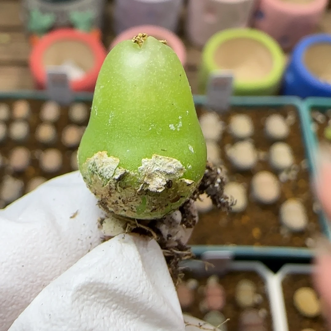 11.12.Ts62大葫芦2021年份.9003