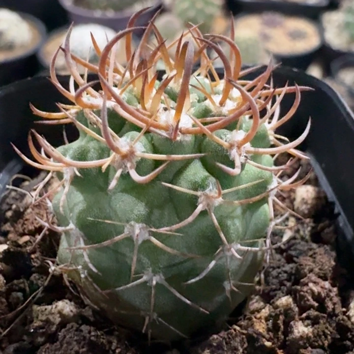 逆豹丸实生仙人球