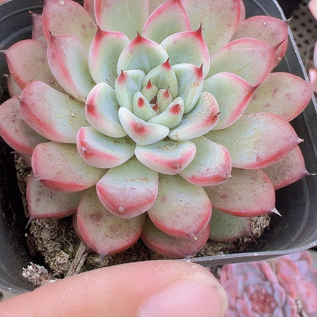 星光珍妮19包邮多肉