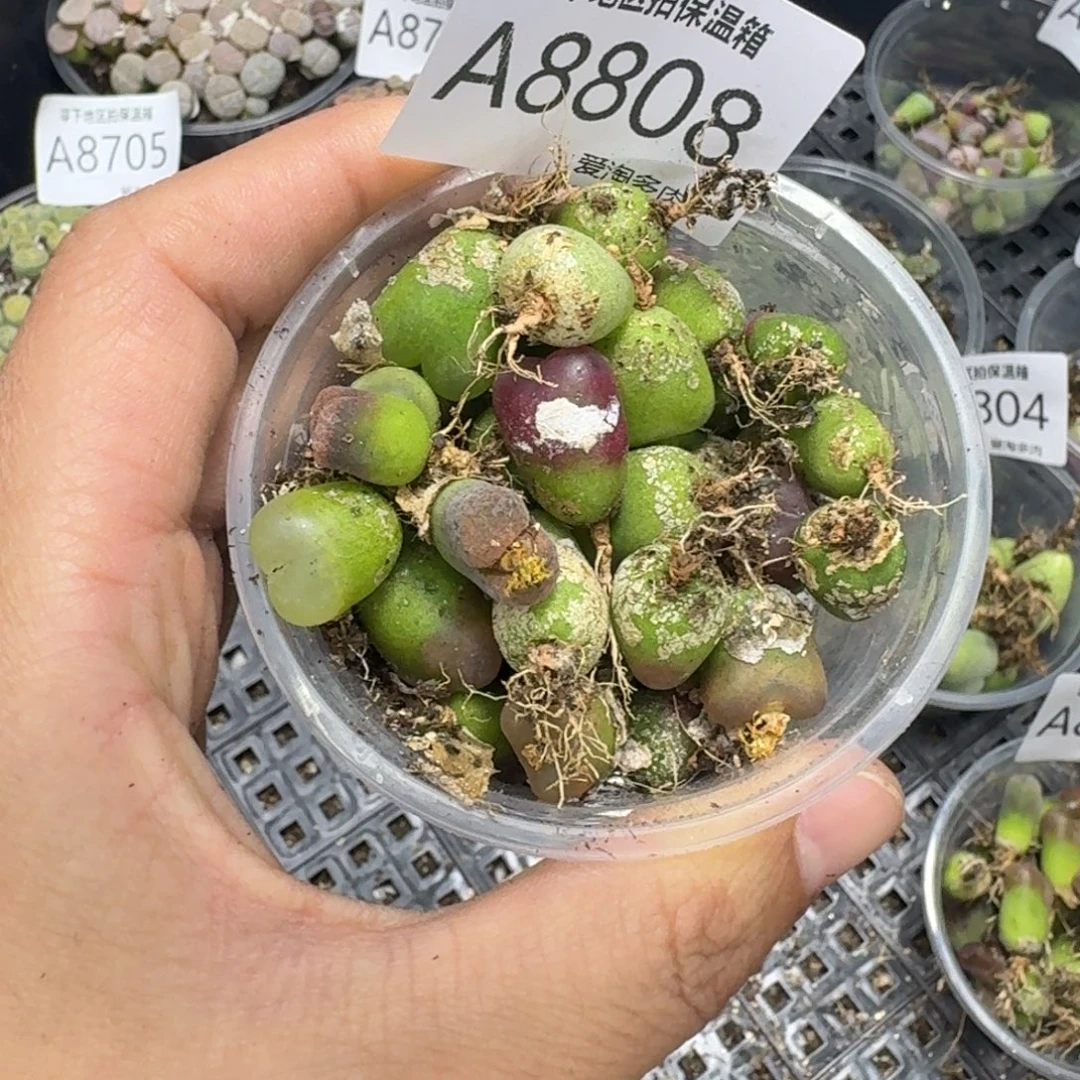 8808—–零下地下需拍保温箱