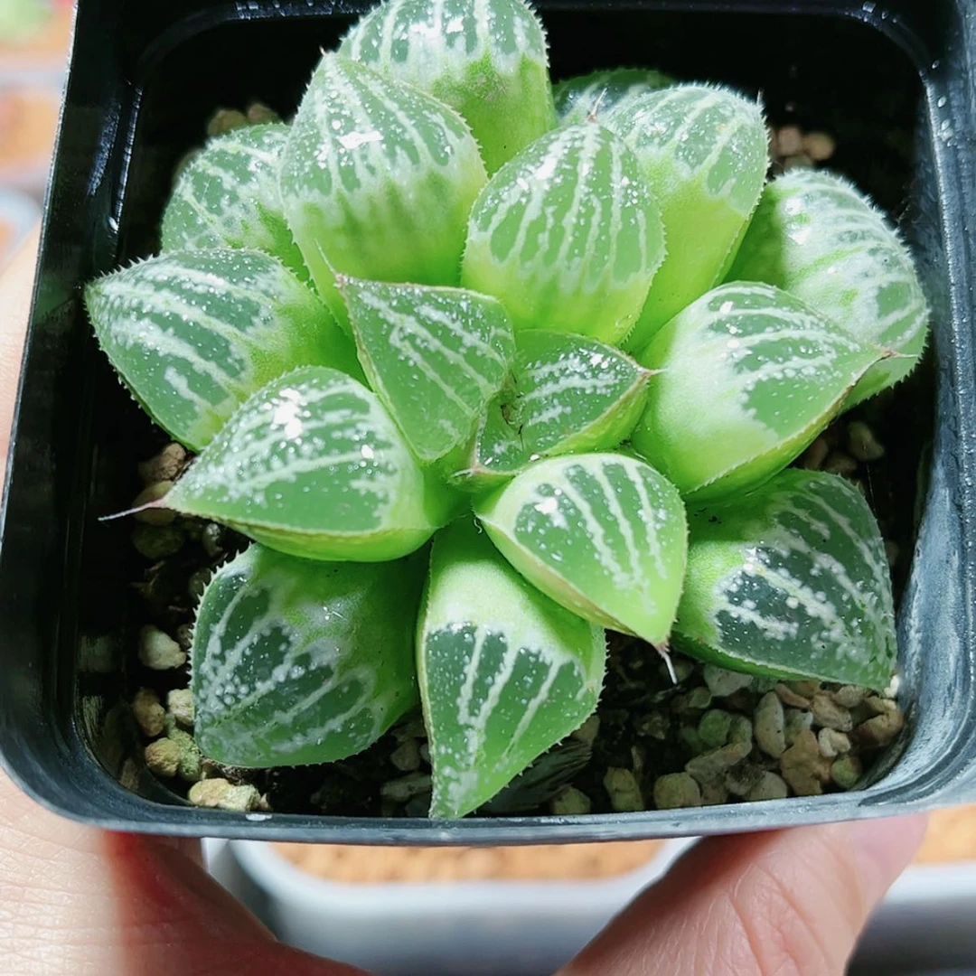 【闪购商品】雪景色