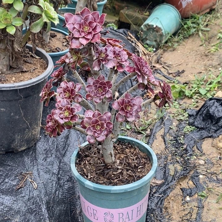 黑法多肉植物069