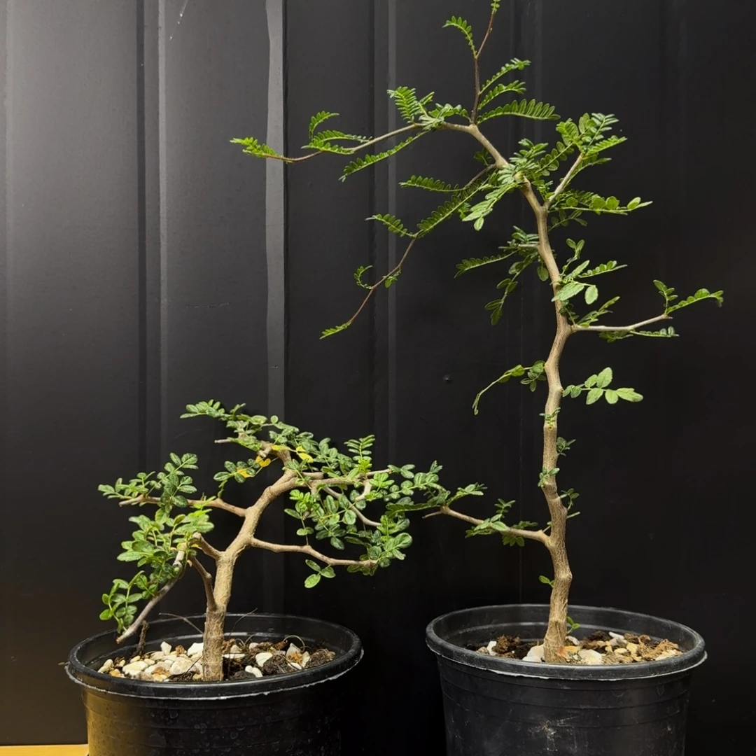 滔天橄榄带盆土哈