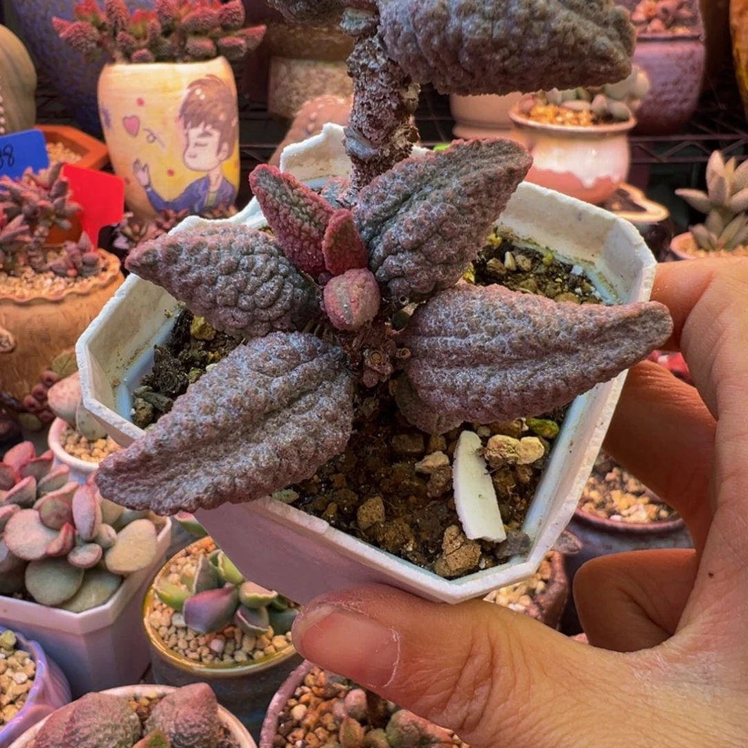 小***火满送……我们要的就是这一点点