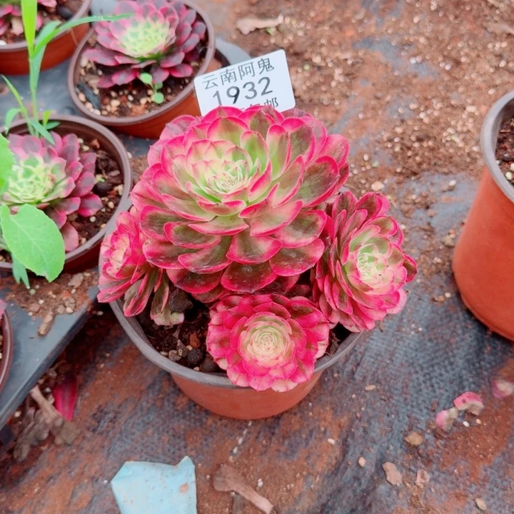 1932号海神啊啊啊啊