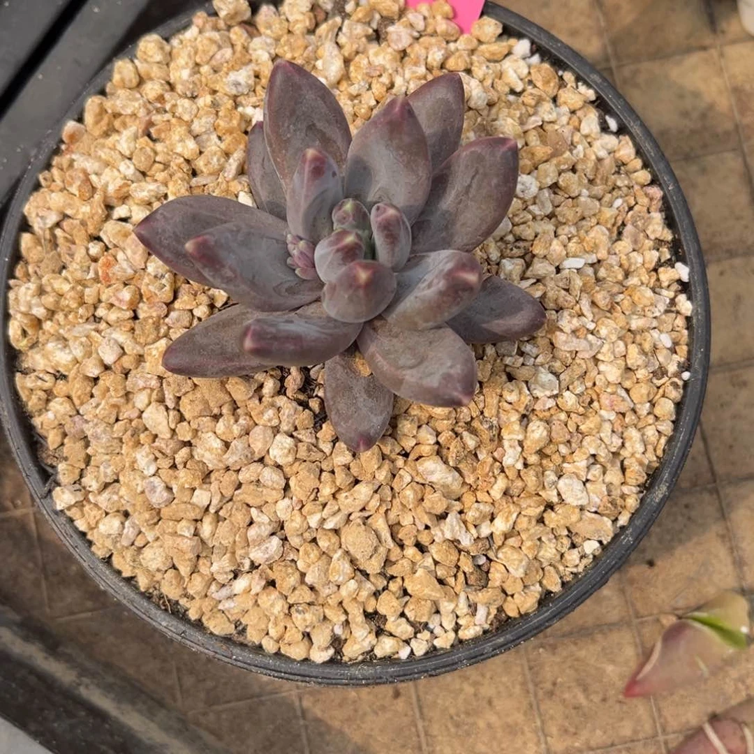 多肉植物多肉植物