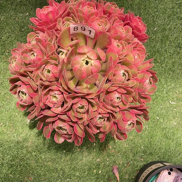 无花朵891布嘉迪多肉