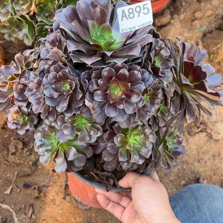 欧紫多肉植物895.