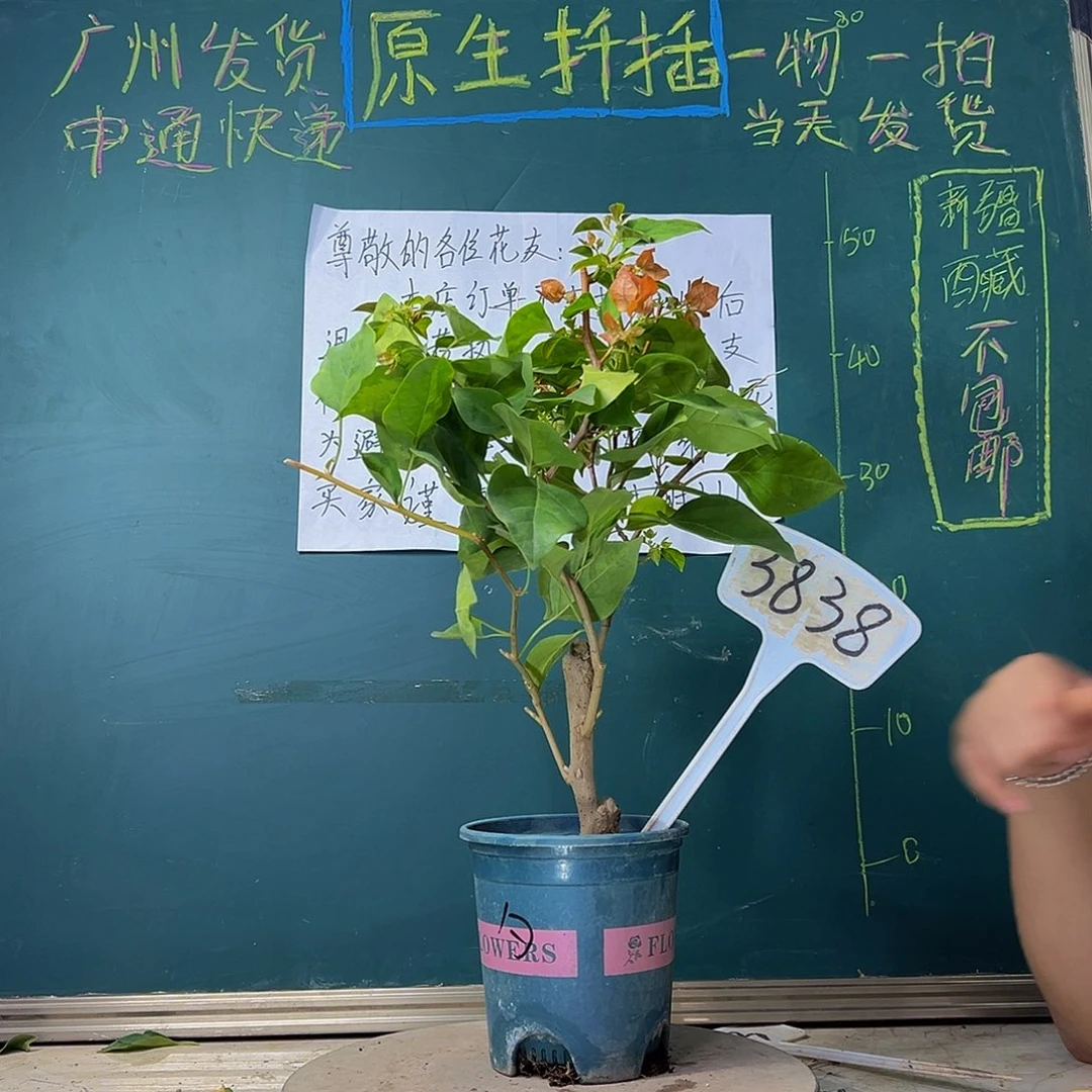 当前无花栽培后可以开花暗斑夕阳红3838