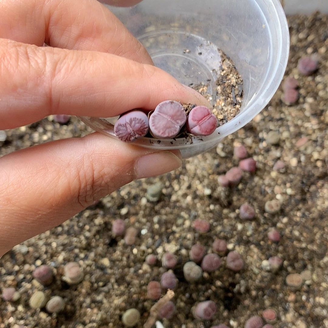 哎****?G437多肉植物保护