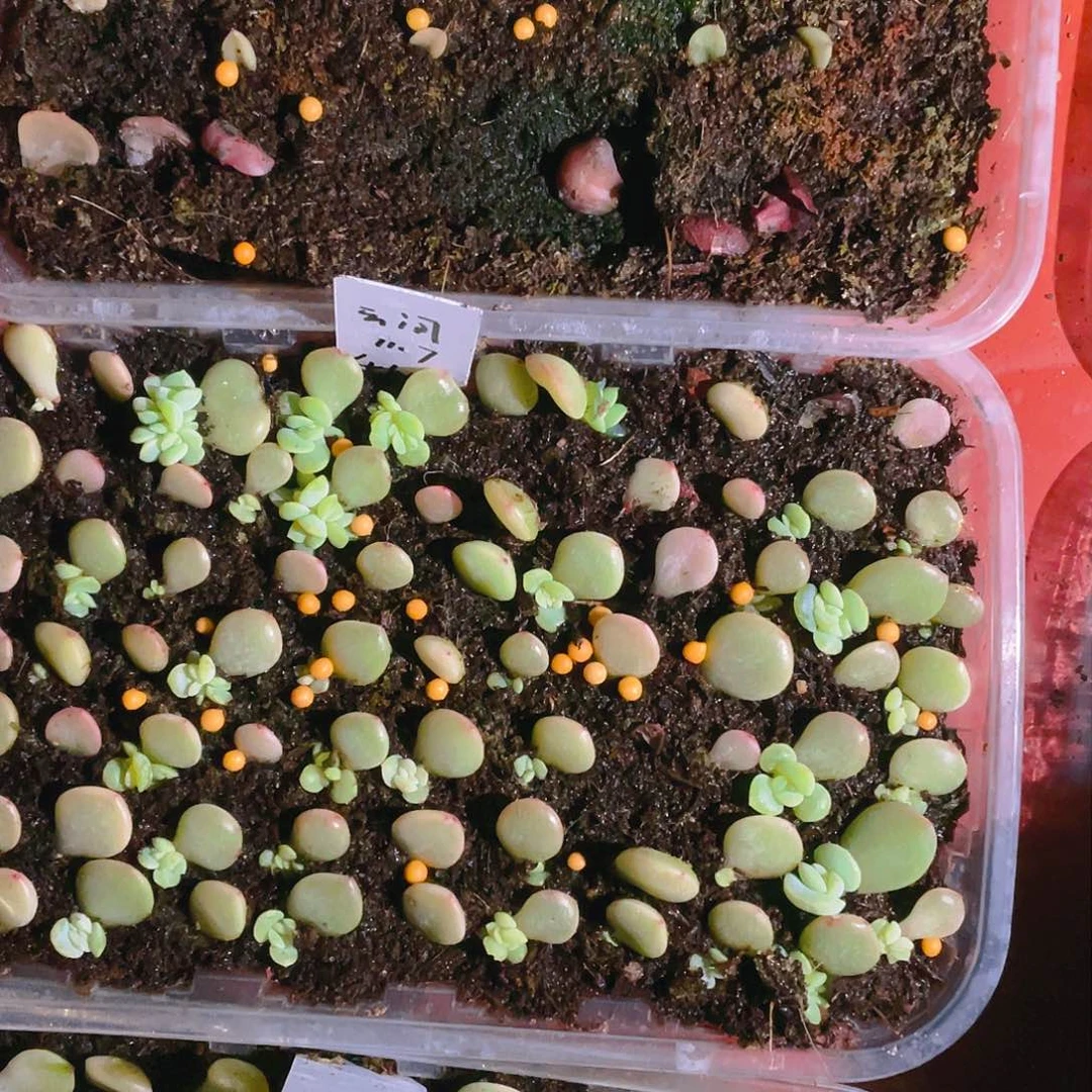 云间芝麻苗一个满25包邮