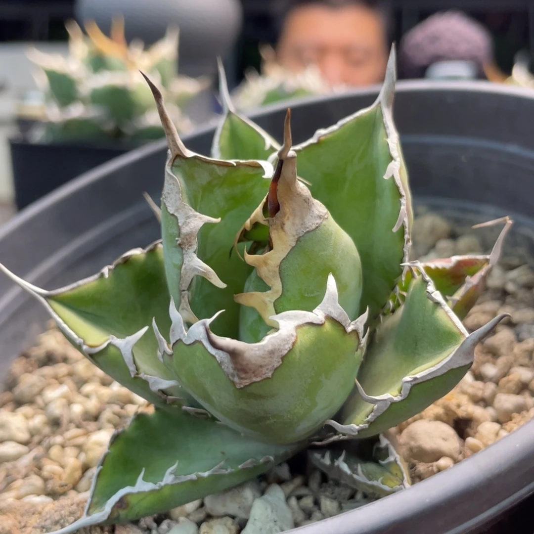 野二顶芽77777744477777