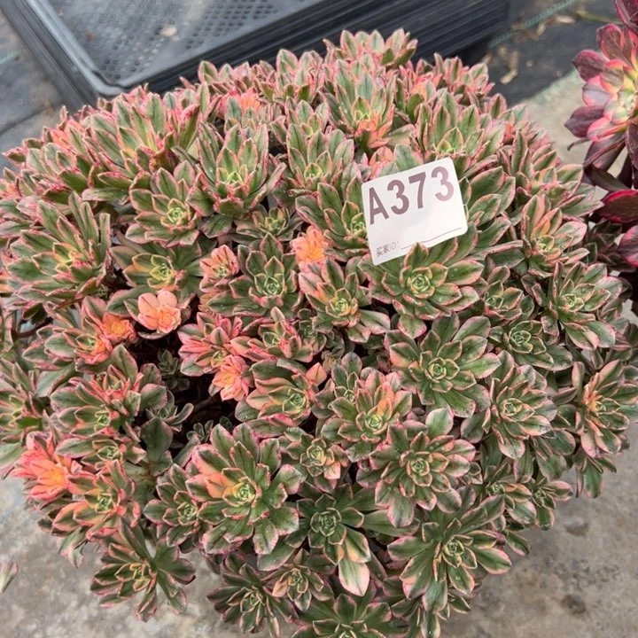 373甜茶30厘米左右