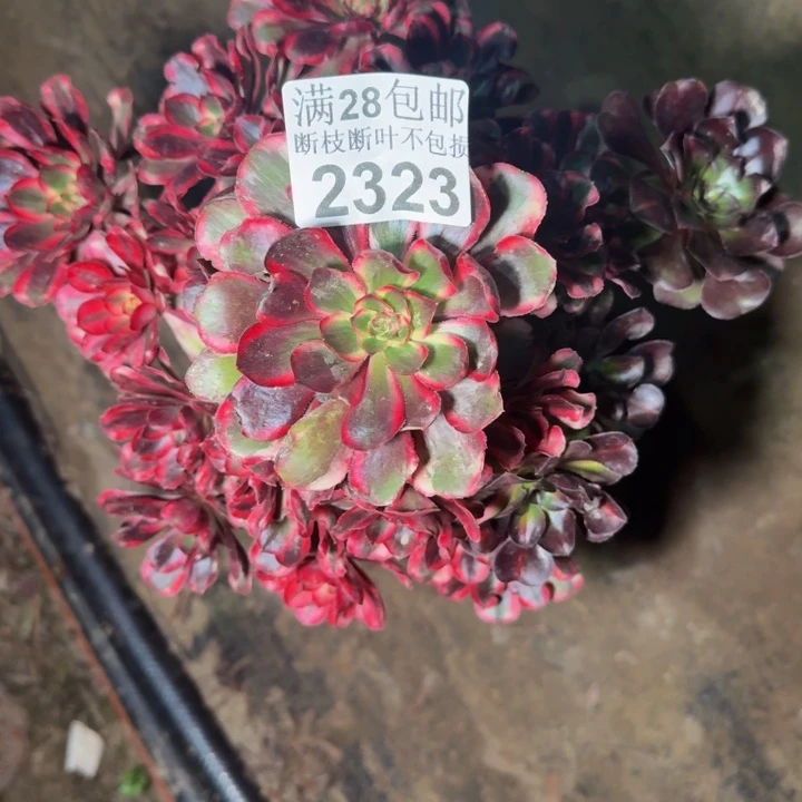 2323丽娜多肉植物