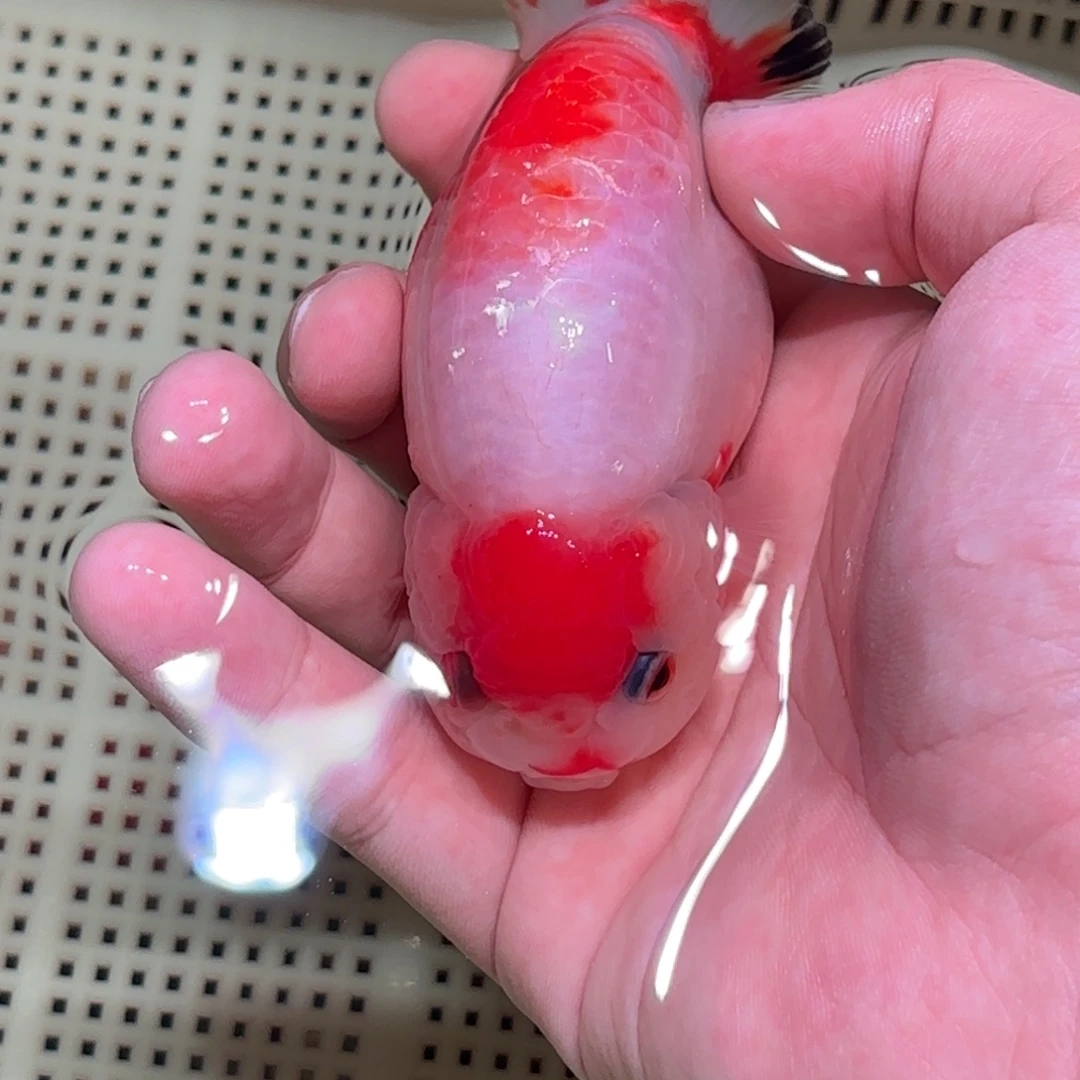 金鱼拍包装包邮，没拍包装箱运费到付