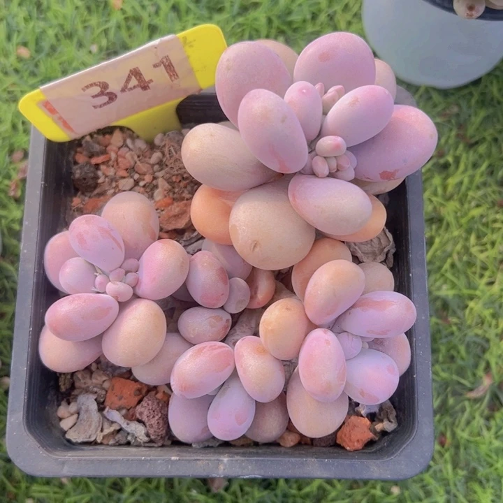 健健康康平平安安