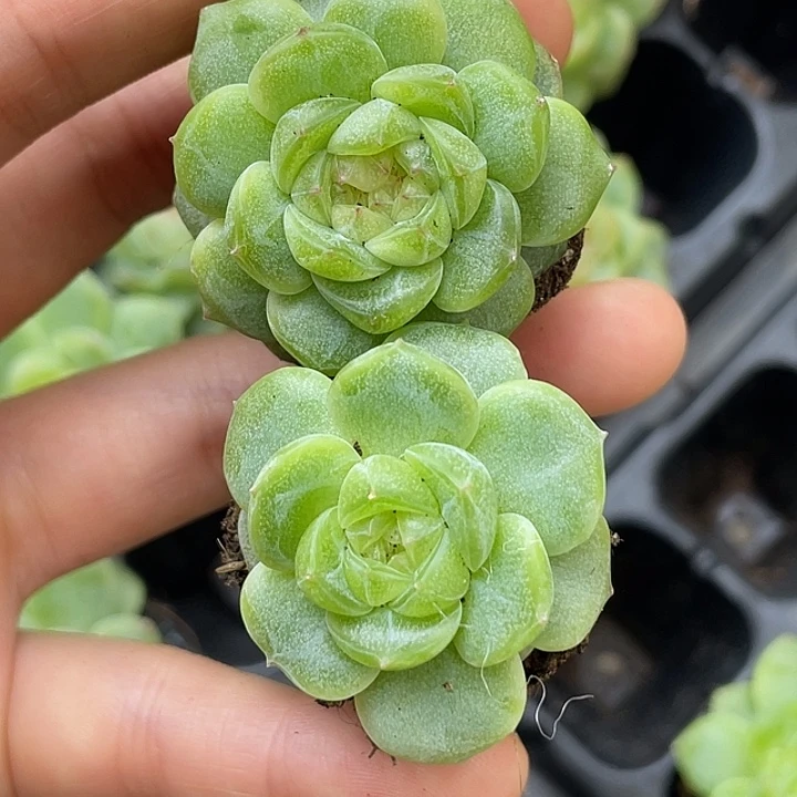 敏****oto多肉切糕优选dy2151