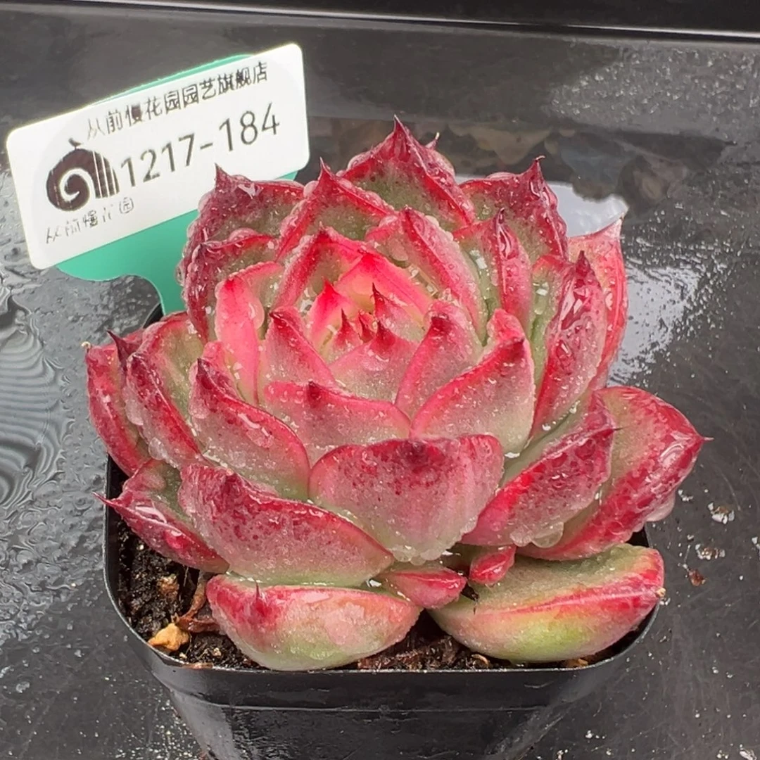 从前慢花园多肉编号1217-184